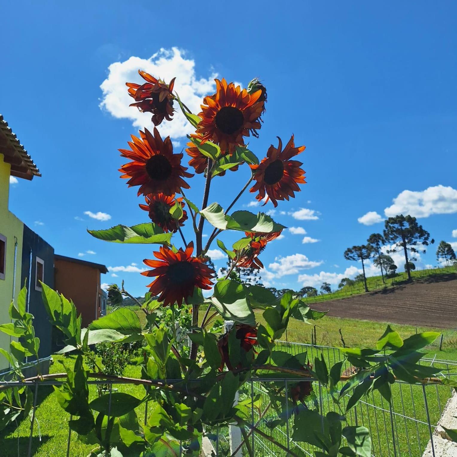 Recanto Dos Passaros Urubici Exteriör bild